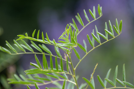 Botanical collection, Glycyrrhiza glabra or root liquorice medicinal plant growing in garden in summerの写真素材