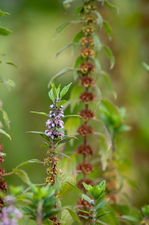 Medicinal plant leonurus cadriaca or motherwort growing in garden in summer