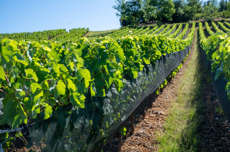 Green unripe Gamay Noir grape, close up, growing on hilly vineyards near beaujolais wine making village Val d'Oingt, gateway to Beaujolais Wine Route and hilly landscapes of the Pierres DorÃ©es, Franceの写真素材