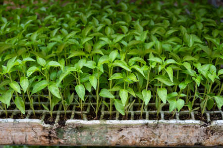 Young green organic vegetables seedlings to sell on farmers marketの写真素材