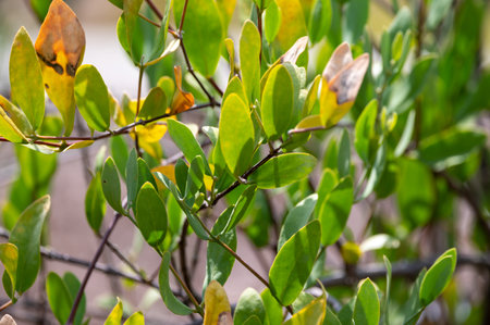 Leaves of Jojoba Simmondsia chinensis goat nut plant, close up