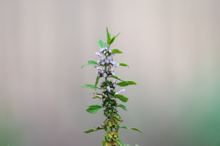 Medicinal plant leonurus cadriaca or motherwort growing in garden in summer