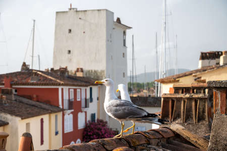 Adult white seagulls birds on old tiled roof in Provence, Franceの写真素材