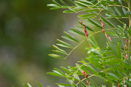 Botanical collection, Glycyrrhiza glabra or root liquorice medicinal plant growing in garden in summerの写真素材