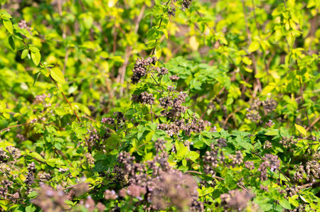 Blossom of oregano or majoram aromatic kitchen herb, nature background