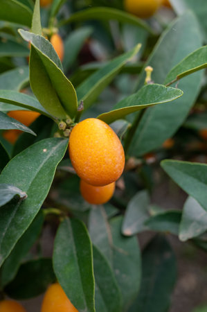 Yellow ripe sweet kumquat or cumquat citrus fruits on plant ready to harvestの写真素材
