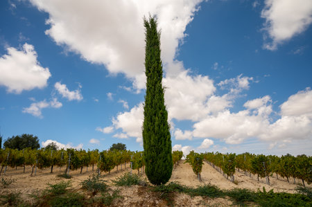 Wine production on Cyprus near Omodos, white chalk soil and rows of grape plants on vineyards with...