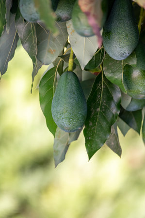 Ripe green hass avocadoes hanging on tree, ready to harvest, avocado plantation on Cyprusの写真素材