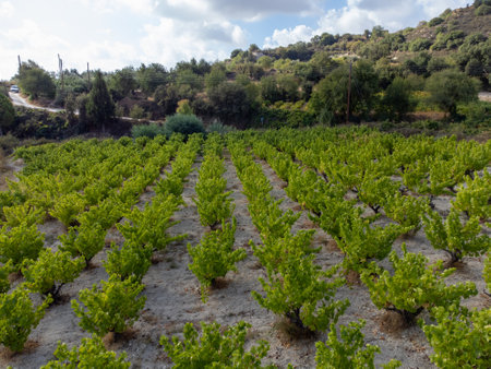 Wine production on Cyprus near Omodos, rows of grape plants on vineyards with ripe white wine grapes ready for harvestの写真素材