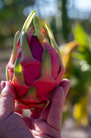 Plantation of dragon fruit cactus plants near Paphos, blossom and fruits, Cyprusの写真素材