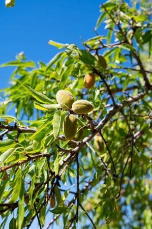 Ripe almonds nuts on almond tree ready to harvest in orchard, close upの写真素材