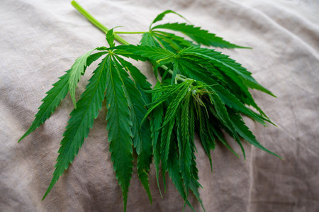 Outdoor growing hemp plant. Cannabis at the beginning of flowering. Young cannabis plant. Northern light strain.の写真素材