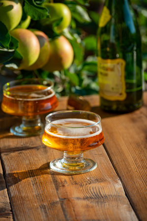 Tasting of fresh apple cider brut produced on organic farm from bio apples in Normandy, France with...