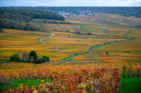 Panoramic autuimn view on colorful champagne vineyards and village Hautvillers near Epernay, Champange, Franceの写真素材