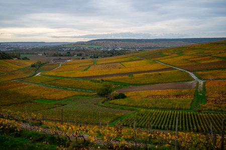 Panoramic autuimn view on colorful champagne vineyards in village Hautvillers near Epernay, Champange, Franceの写真素材
