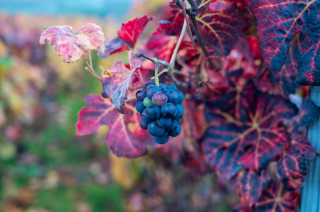Colorful leaves and ripe clusters of pinot meunier grapes at autuimn on champagne vineyards after...
