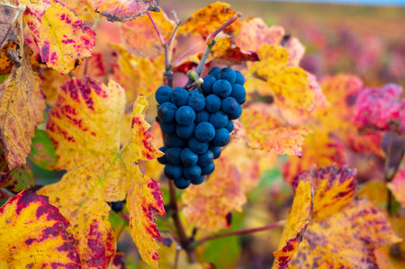 Colorful leaves and ripe clusters of pinot meunier grapes at autuimn on champagne vineyards after harvest in village Hautvillers near Epernay, Champange, Franceの写真素材