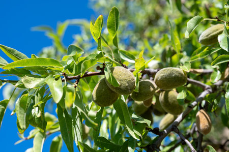 Ripe almonds nuts on almond tree ready to harvest in orchard, close upの写真素材