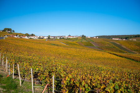 Colorful autumn landscape with yellow grand cru chardonnay vineyards in Cramant, region Champagne, France Cultivation of white chardonnay wine grape on chalky soils of Cote des Blancs.の写真素材