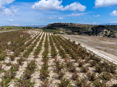 Wine production on Cyprus near Omodos, white chalk soil and rows of grape plants on vineyards with ripe red wine grapes ready for harvestの写真素材