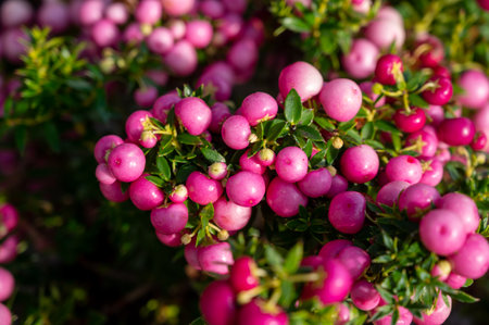 Beautiful garden plant for winter with red or pink berries gaultheria teaberry plant close up