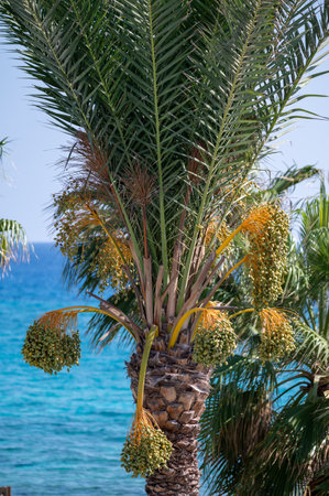 Date palm trees with fruits and blue sea on background