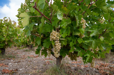 Wine production on Cyprus, ripe white wine grapes ready for harvest