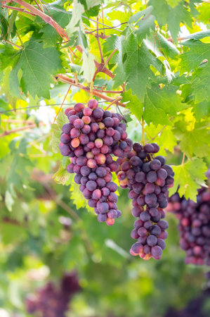 Bunches of puprle blue ripening table grapes berries hanging down from pergola in garden on Cyprus,...