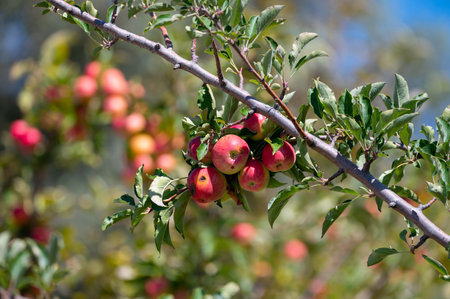 Fruit orchard on Cyprus with apple trees with small red fruits