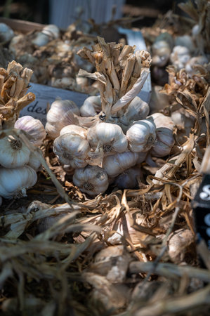 New harvest of fresh organic aromatic violet garlic in Piolenc village, Vaucluse, Provence, Franceの写真素材