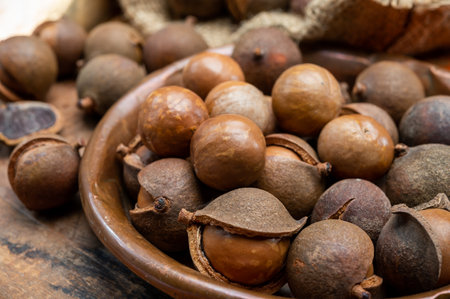 New harvest of ripe fresh Australian macadamia nuts in shell with leaves close upの写真素材