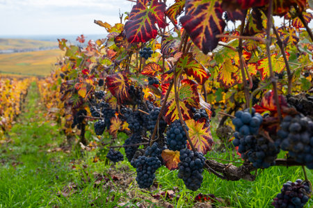 Ripe clusters of pinot meunier wine grapes in autuimn on champagne vineyards in village Hautvillers near Epernay, Champange, Franceの写真素材