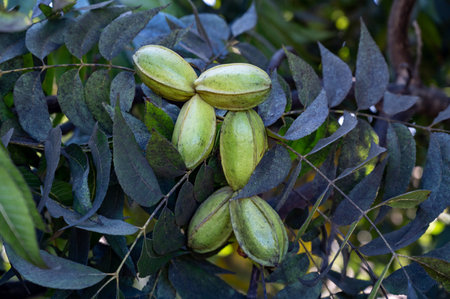 Plantation of pecan nut trees near Paphos with green unripe nuts, Cyprus