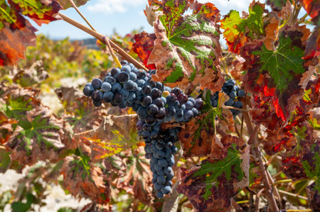 Wine production on Cyprus, ripe blue black purple wine grapes ready for harvestの写真素材