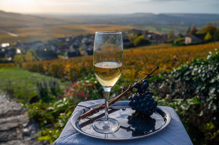 Tasting of premier cru sparkling white wine with bubbles champagne on outdoor terrace with view on colorful pinot meunier vineyards in Hautvillers in October, near Epernay, France.の写真素材