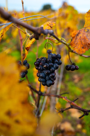 Autumn view on colorful grand cru Champagne vineyards near Moulin de Verzenay, pinot noir grape plants after harvest in Montagne de Reims near Verzenay, Champagne, wine making in North Franceの写真素材