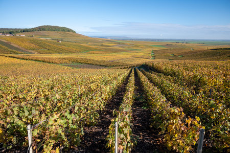 Colorful autumn landscape with yellow grand cru chardonnay vineyards in Cramant, region Champagne, France Cultivation of white chardonnay wine grape on chalky soils of Cote des Blancs.の写真素材