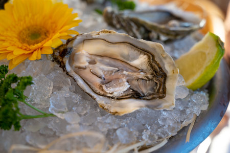 Fresh opened oysters seafood served on ice with lemon in French restaurant, ready to eat