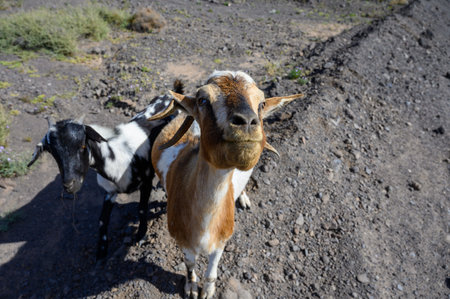 Goats grazing on rocky volcanic hillsides along dirty road to the remote Cofere beach on Fuerteventura, Canary islands, Spain in winterの写真素材