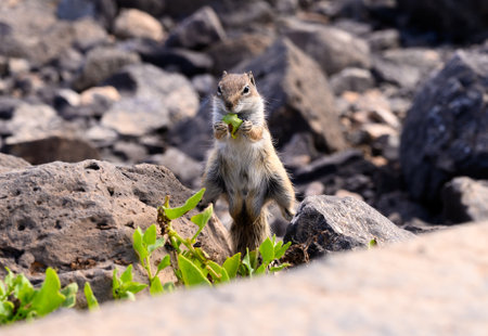 Chipmunk or barbary ground squirrel animal sits on dark lava stones in sun lights on Fuerteventura, Canary Islands, Spainの写真素材