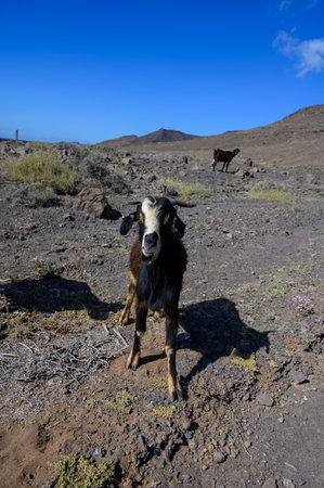 Goats grazing on rocky volcanic hillsides along dirty road to the remote Cofere beach on Fuerteventura, Canary islands, Spain in winterの写真素材