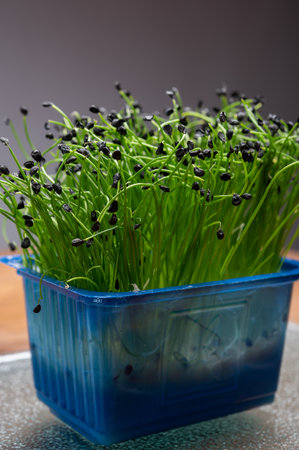 Healthy food, young sprouts plants of green chives onion ready for consumption growing in blue plastic box close upの写真素材