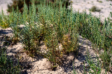 Salicornia edible plants growing in salt marshes, beaches, named also glasswort, pickleweed, picklegrass, marsh samphire, sea beans, samphire greens or sea asparagus, Fuerteventura, Canary islands, Spainの写真素材