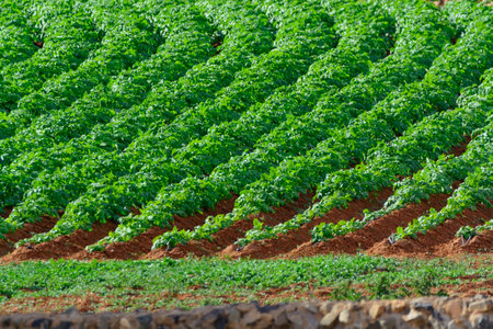 Papas negras plants, local black potato plantations on Furteventura, Canary islands, Spain in winterの写真素材