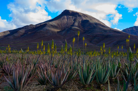 Aloe vera plantation, cultivation of aloe vera, healthy plant used for medicine, cosmetics, skin care, decoration, Fuerteventura, Canary Islands, Spainの写真素材