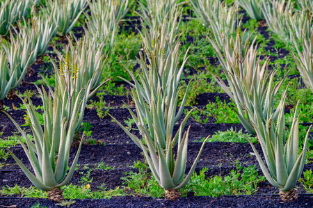 Aloe vera plantation, cultivation of aloe vera, healthy plant used for medicine, cosmetics, skin care, decoration, Fuerteventura, Canary Islands, Spainの写真素材
