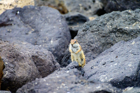 Chipmunk or barbary ground squirrel animal sits on dark lava stones in sun lights on Fuerteventura, Canary Islands, Spainの写真素材
