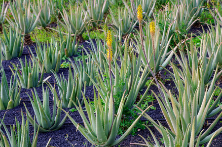 Aloe vera plantation, cultivation of aloe vera, healthy plant used for medicine, cosmetics, skin care, decoration, Fuerteventura, Canary Islands, Spainの写真素材