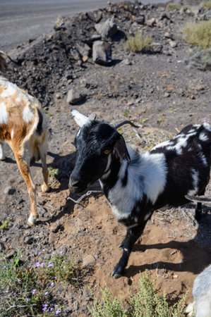 Goats grazing on rocky volcanic hillsides along dirty road to the remote Cofere beach on Fuerteventura, Canary islands, Spain in winterの写真素材