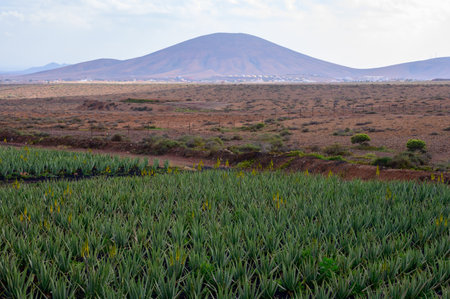 Aloe vera plantation, cultivation of aloe vera, healthy plant used for medicine, cosmetics, skin care, decoration, Fuerteventura, Canary Islands, Spainの写真素材